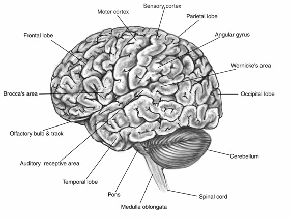 bw-brain-diagram